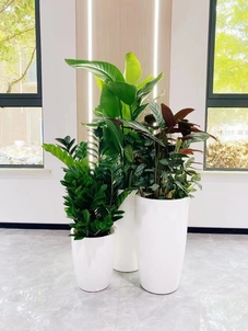 宁波江北绿化养护服务好